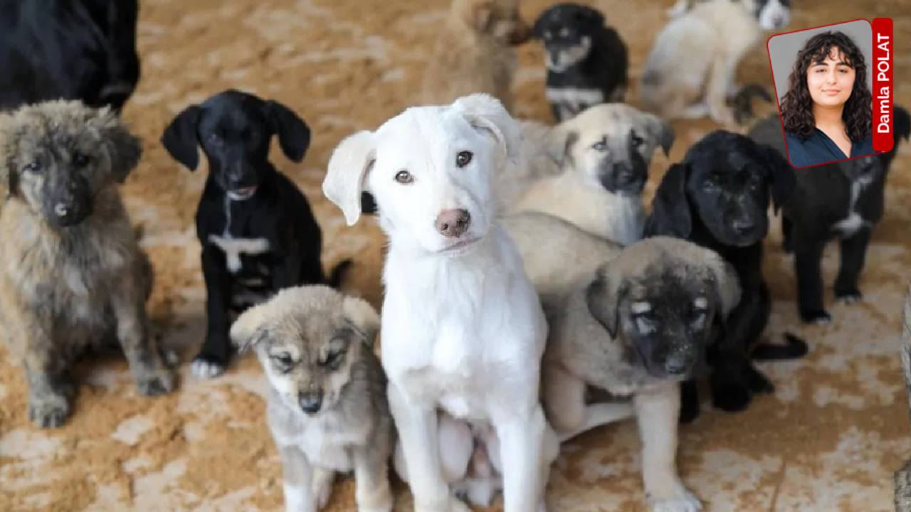 ‘Katliam yasası’ sonrası keyfi ve uygunsuz koşullarda toplamalar tepki çekiyor