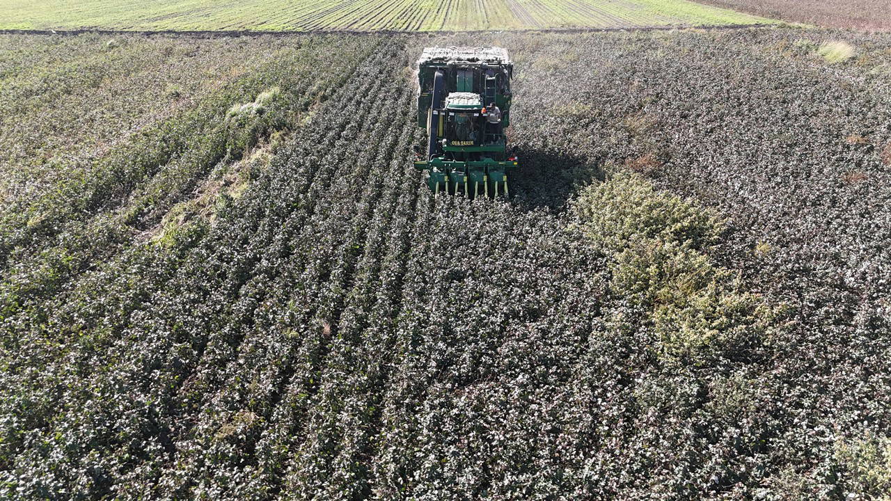 Amik Ovası'nda son hasat yapıldı: 'Beyaz altın'da rekolte düşük...