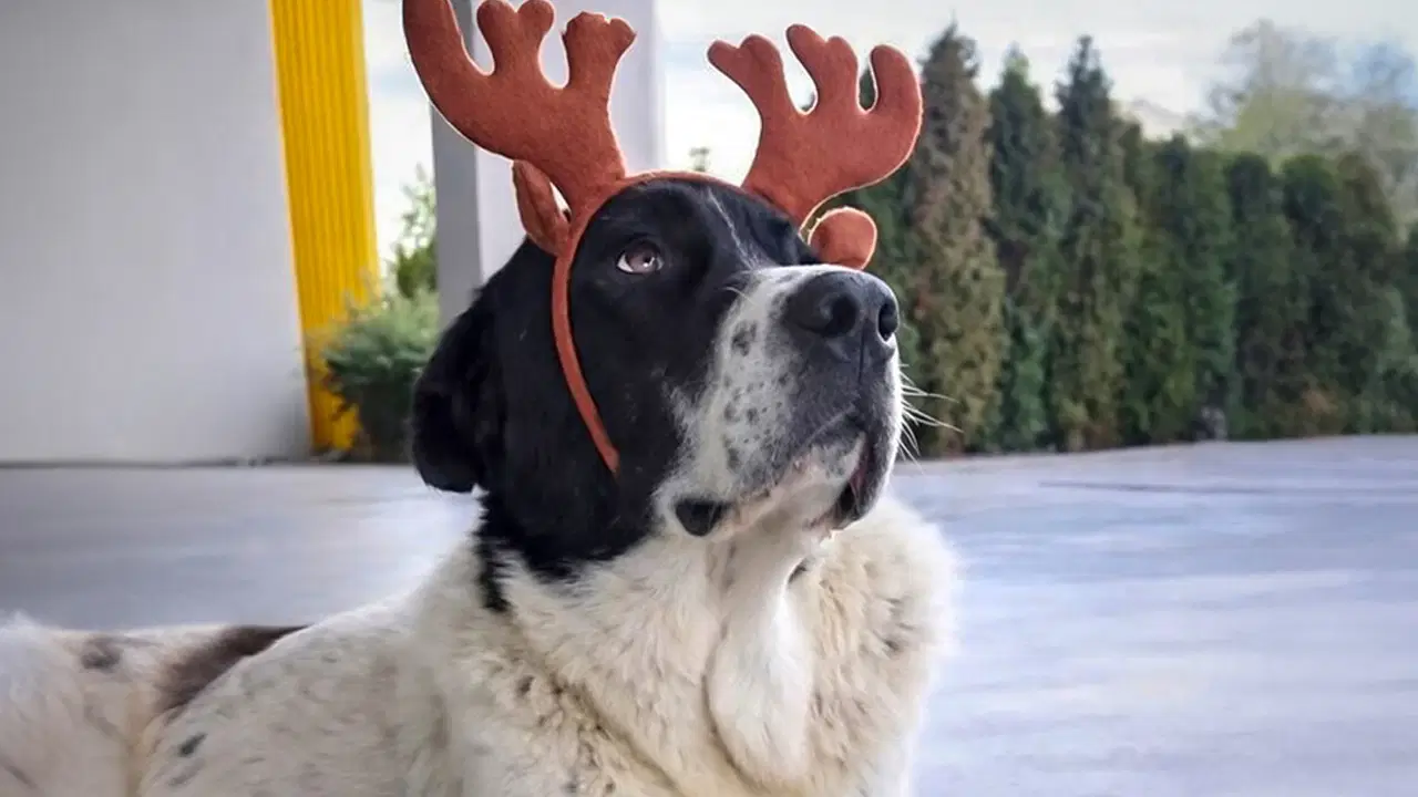 Matmazel'in ölümüne ilişkin patoloji raporu açıklandı: Darbedildiği kesinleşti! 'Bu dosya caydırıcı bir kararla kapanmalıdır...'