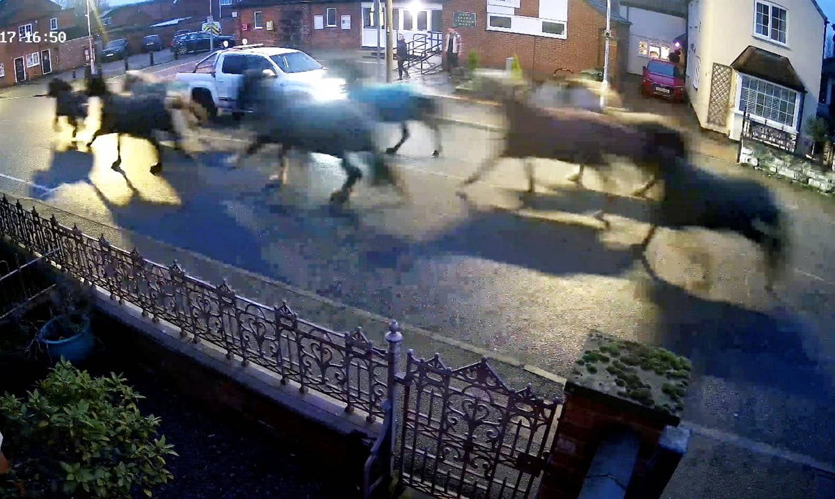 Kasabada film gibi anlar: Kontrolden çıkan atlar trafiği felç etti