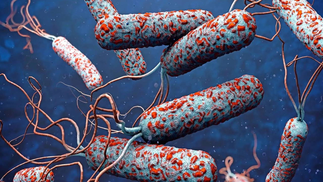 31 ülkede kolera alarmı!