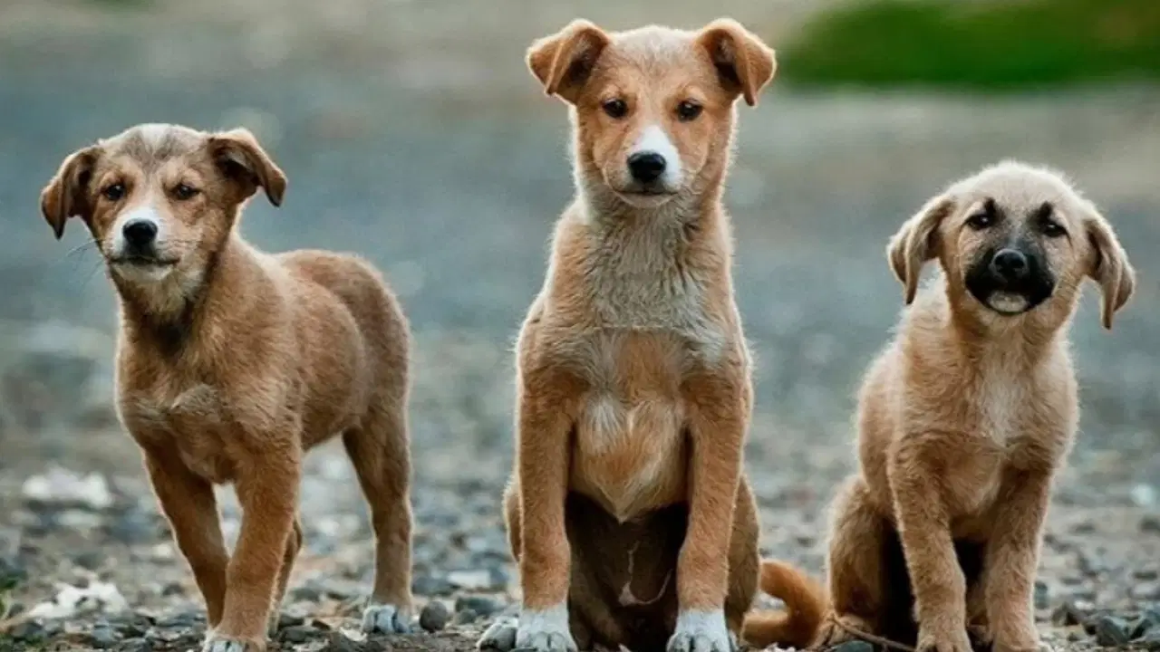 Sahiplendiği köpeklere cinsel saldırıda bulunup öldüren doktora verilen 9 yıl hapis cezası 4 yıla düşürüldü