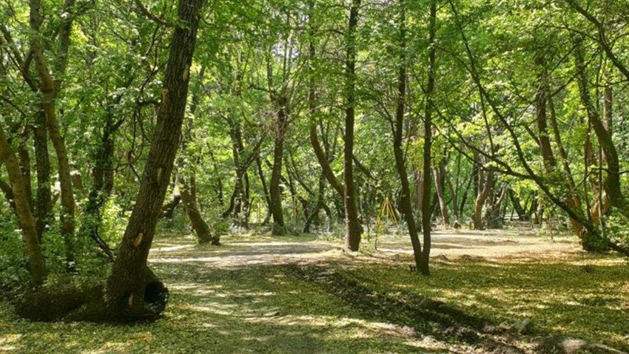 40 milyon lira ödedikleri arsa 'orman arazisi' çıktı: Suç duyurusunda bulundu