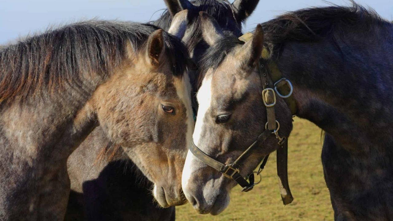 Duyu dünyasının kapıları
