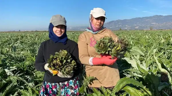 Aydın'ın coğrafi işaretli lezzetinde hasat başladı: 4 bin 292 dekar alanda üretiliyor!