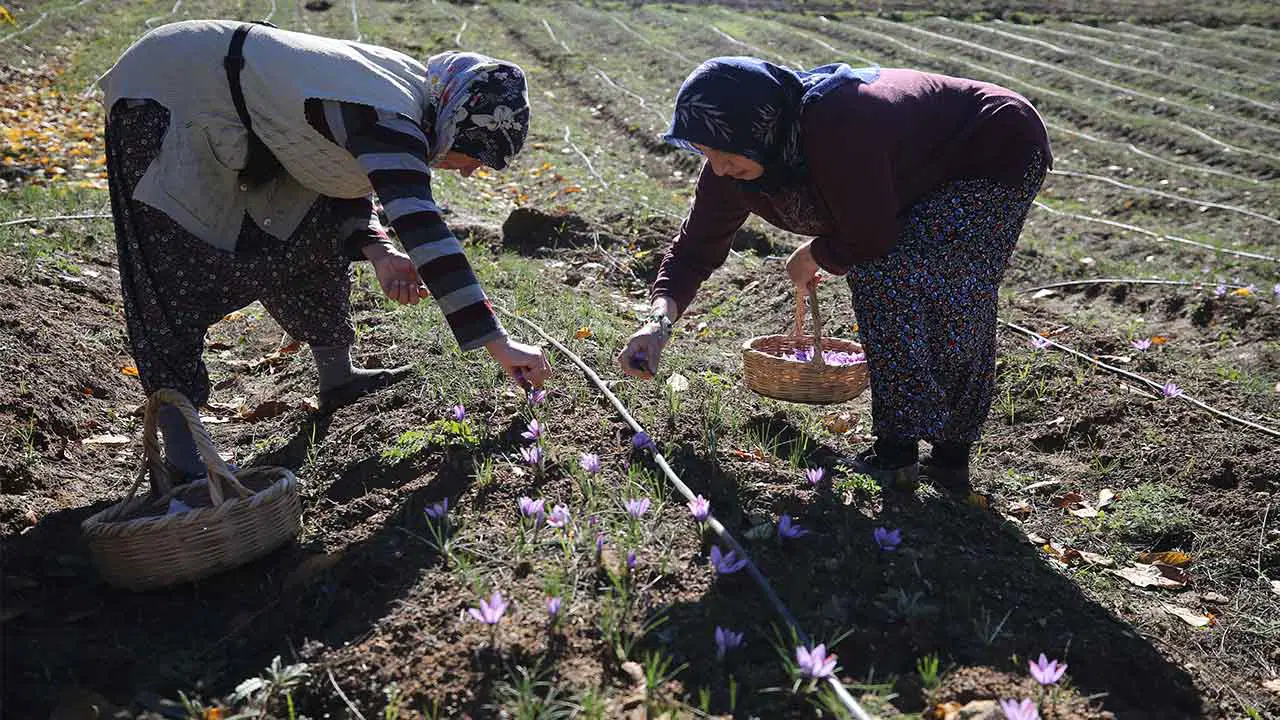 Karabük'te 'mucize bitki hasadı başladı: Kilosu 600 bin lira.