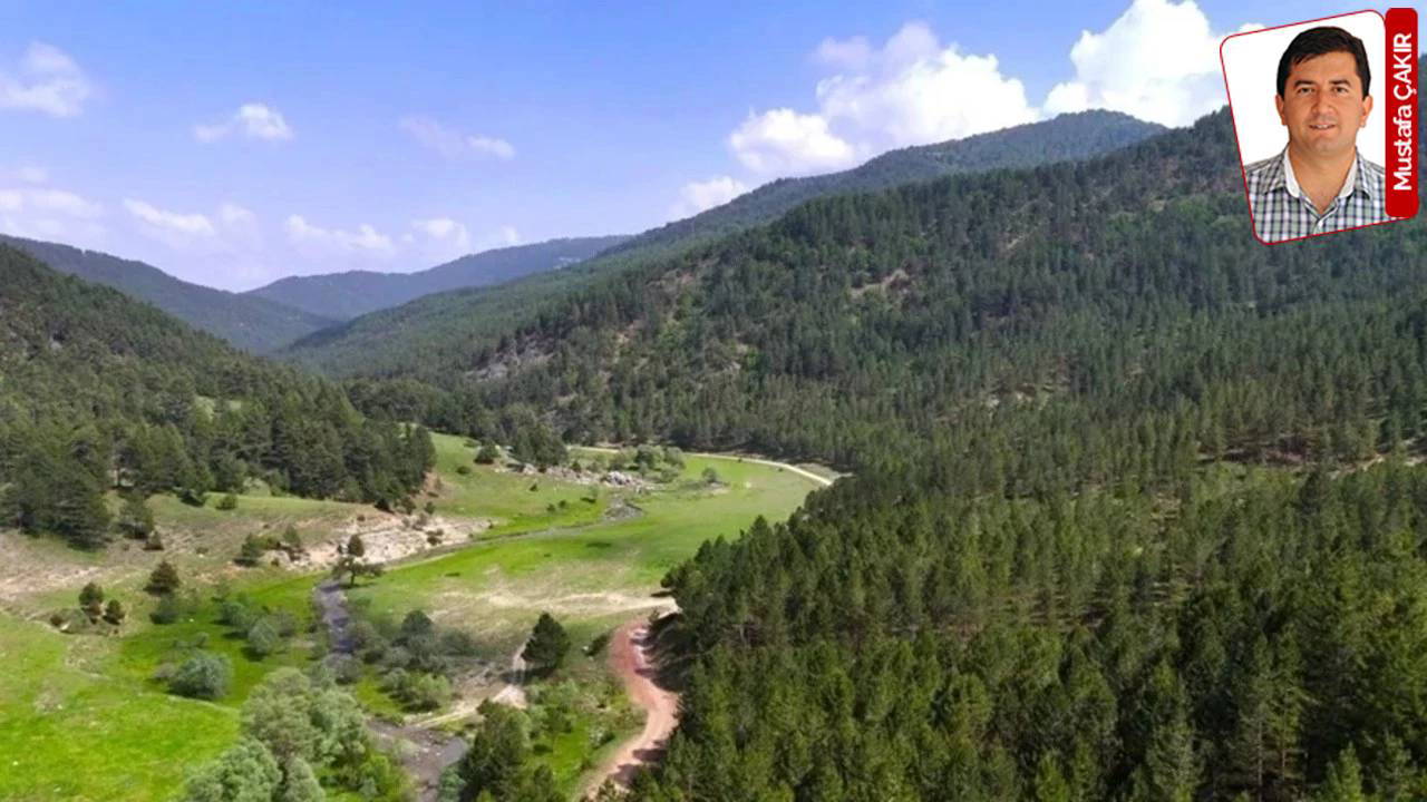 İktidar toplam 21 ildeki alanları orman sınırları dışına çıkardı: Artık orman değiller!