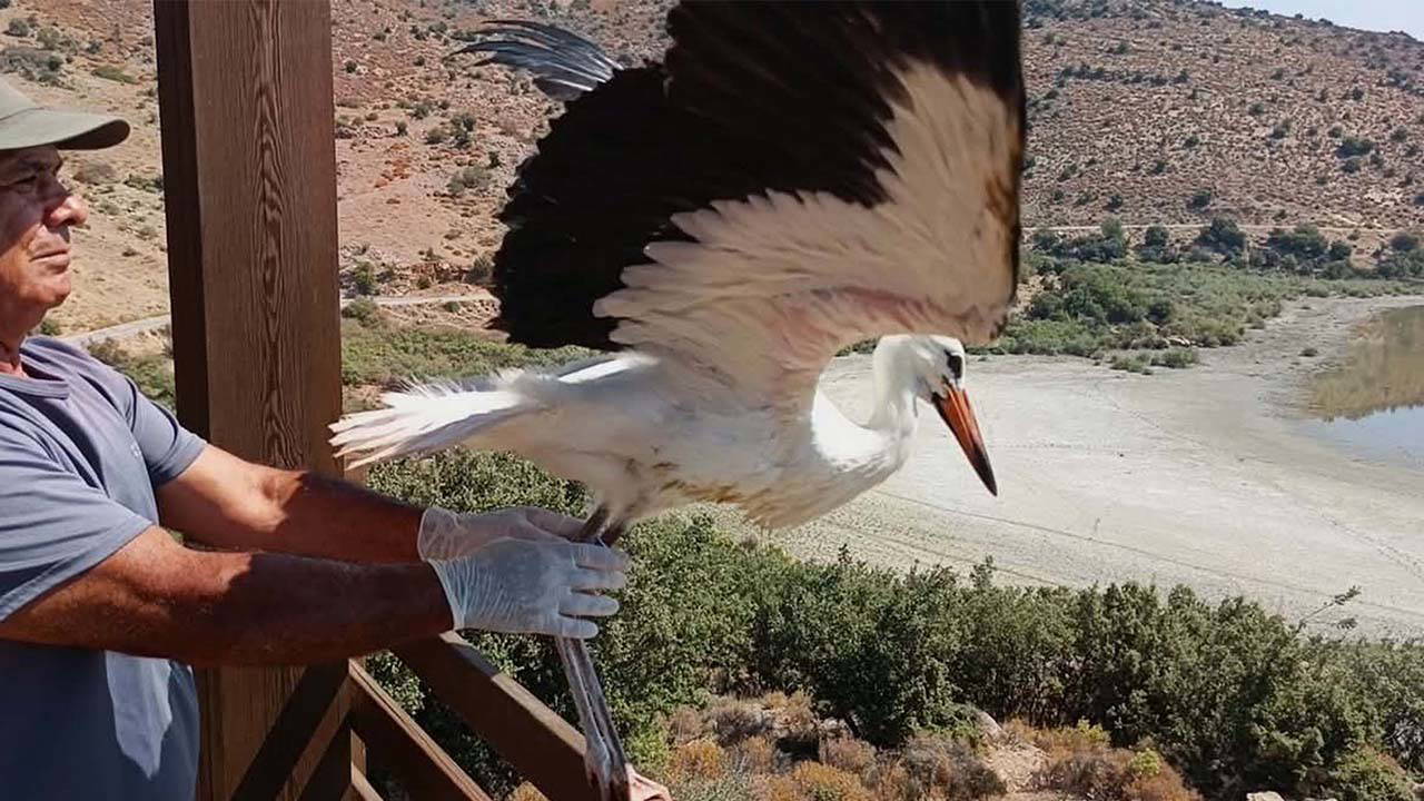 Yuvadan düşüp korumaya alınan yavru leylek ‘Kibar’ doğaya salındı