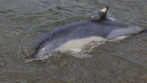 Trabzon'da ölü yunus sahile vurdu