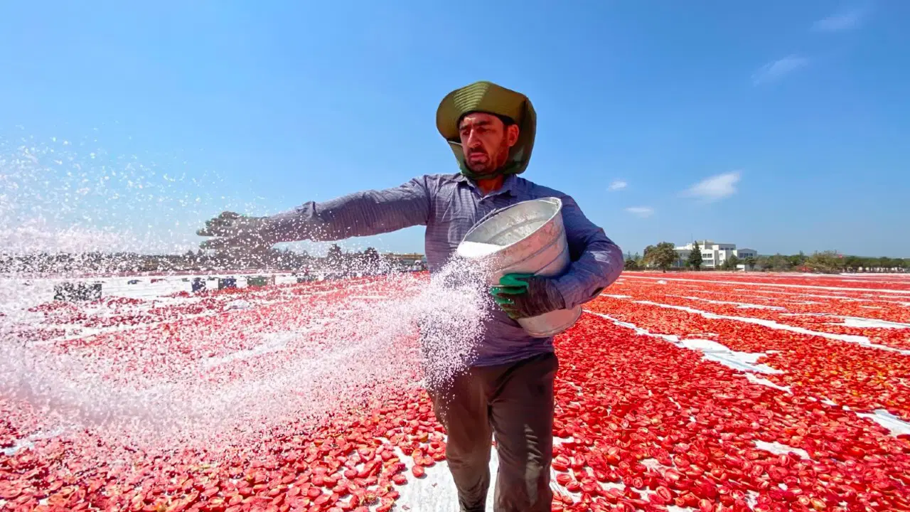 İtalyan pizzasının sırrı Torbalı'dan çıkıyor: ABD, Hollanda sırada bekliyor...