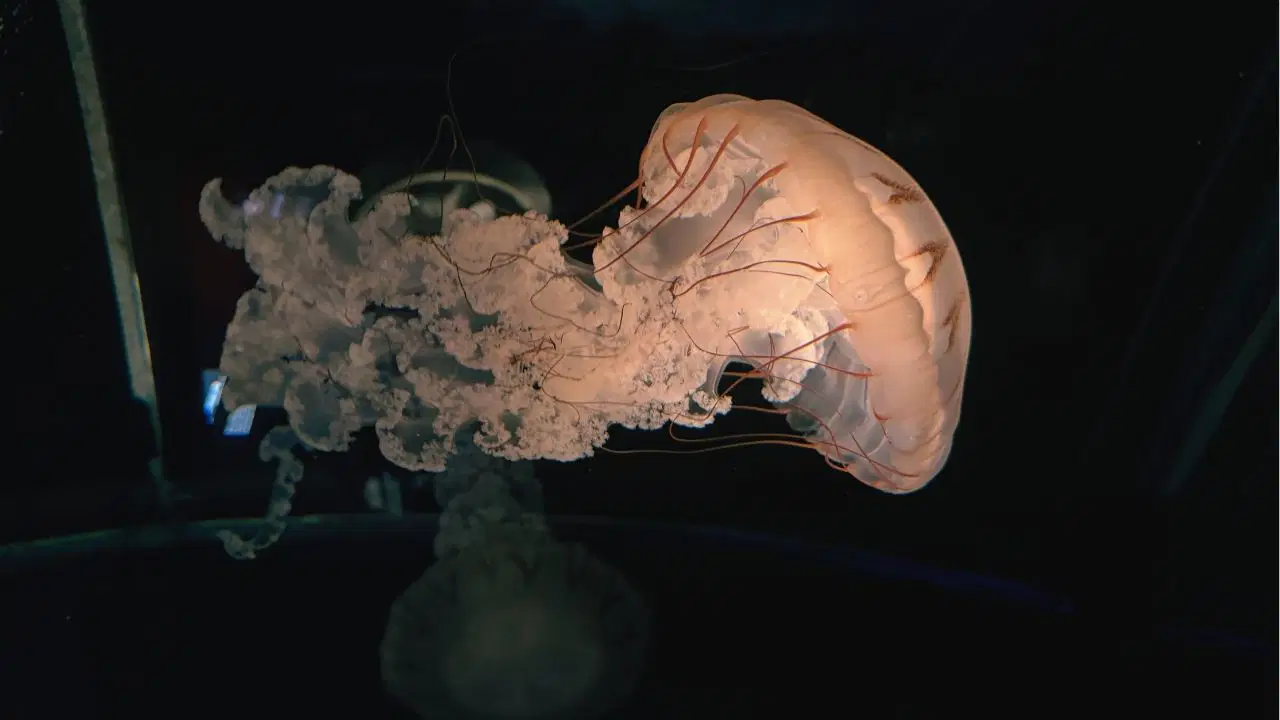 Denizanaları, uykunun yüz milyonlarca yıllık işlevini ortaya çıkardı