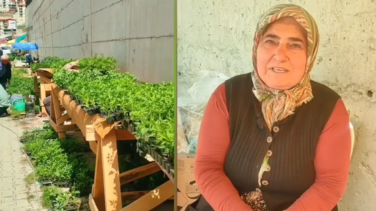 Artvin Yusufeli'nde fide satışına kısıtlama: Üreticilerden tepki