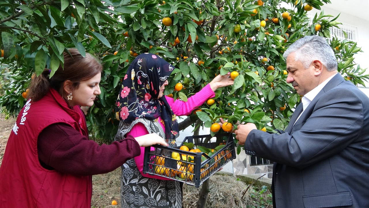 Ordu'da hasat başladı: Pazarda 25 TL