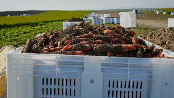 Beypazarı'nda hasat günün ilk ışıkları ile başlıyor: Dönüme 10 ton ürün bekleniyor