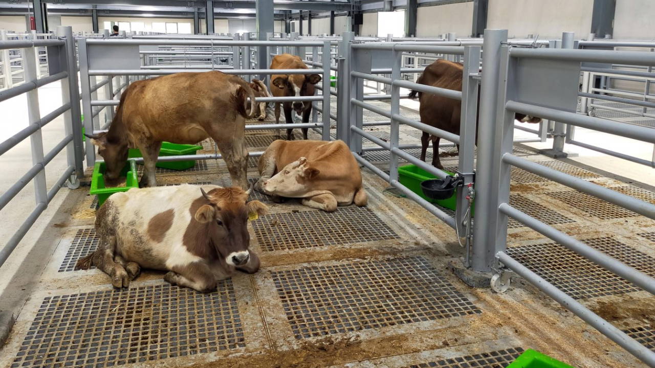 Şap hastalığı dolayısıyla 6 ilde kapatılan hayvan pazarları açılacak