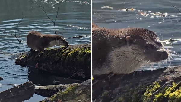 Yedigöller’de nadir anlar: Nesli tehlike altındaki su samuru görüntülendi