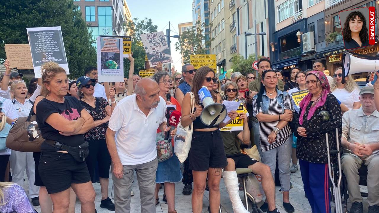 'Katliam Yasası'nın 2’inci yılında ağır tablo: Sokak hayvanlarının yüzde 92'si toplatıldı