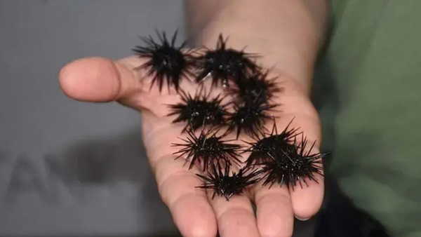 Deniz kestanesi batınca ne yapılmalı? İşte ilk müdahale yöntemleri