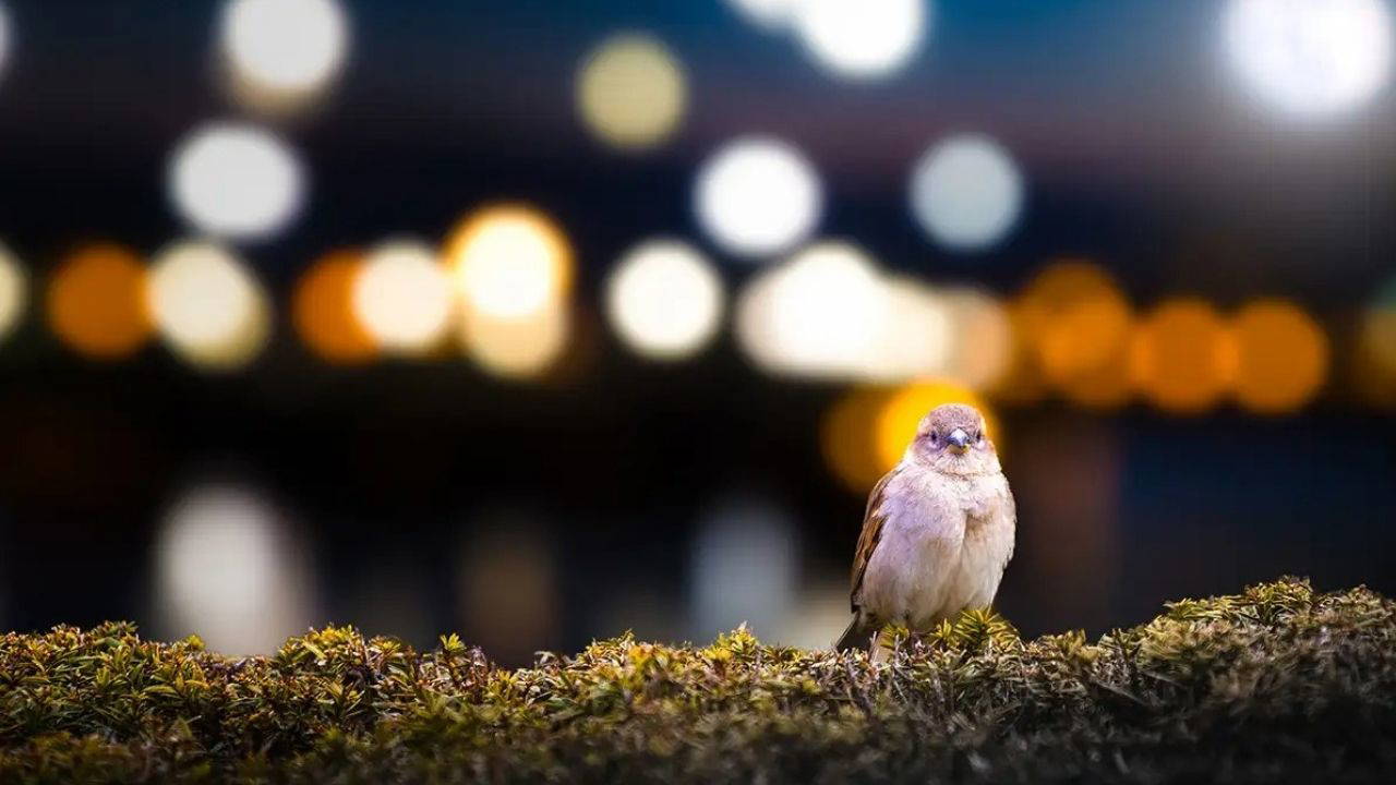 Geceyi gündüze çeviren tehlike