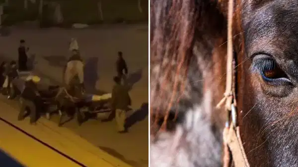 Adana'da atlara eziyet: 3 çocuk hakkında yasal işlem başlatıldı