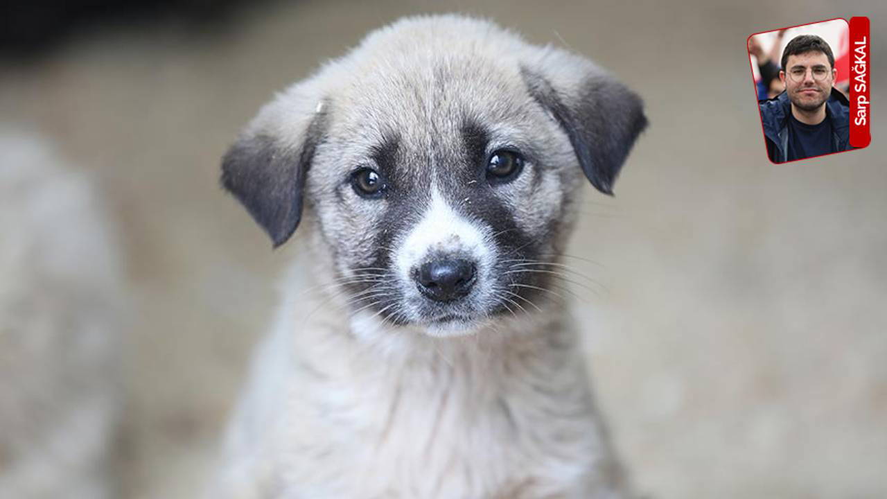 Sayıştay raporunda sokak hayvanlarıyla ilgili çarpıcı uyarı!