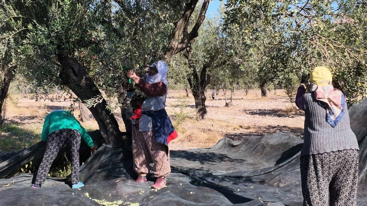 Soma’da zeytin hasadında 'geçim' mücadelesi: 'Geceleri teneke topluyorum...'