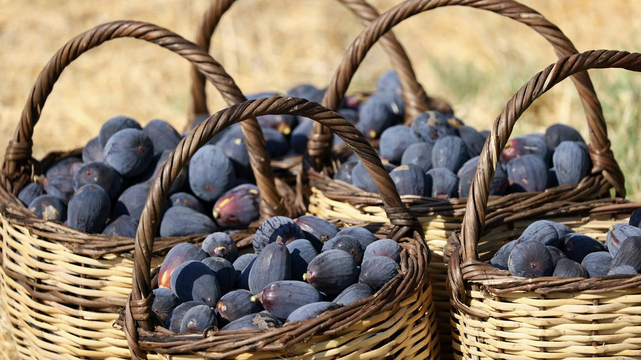 Yeni kuru incir çeşidi geliştirildi: 'Siyah orak' hasadı sürüyor 