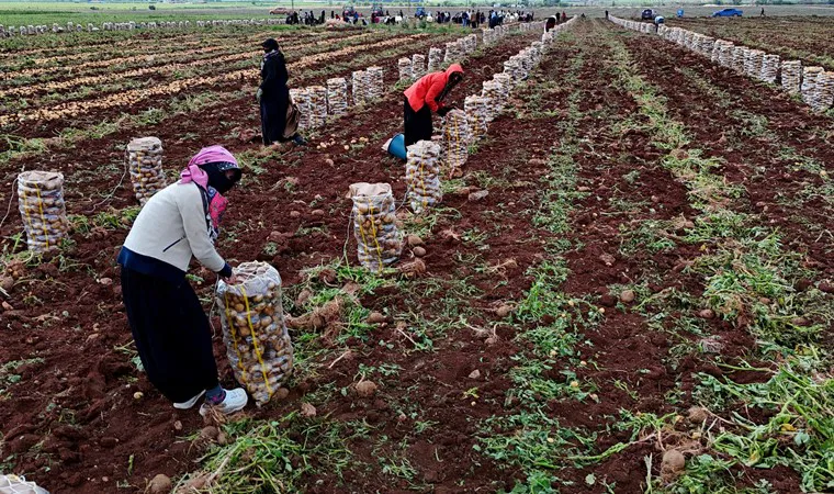 Adana’da hasat başladı: Büyük boyun kilosu 24, küçük boyun 8 lira...