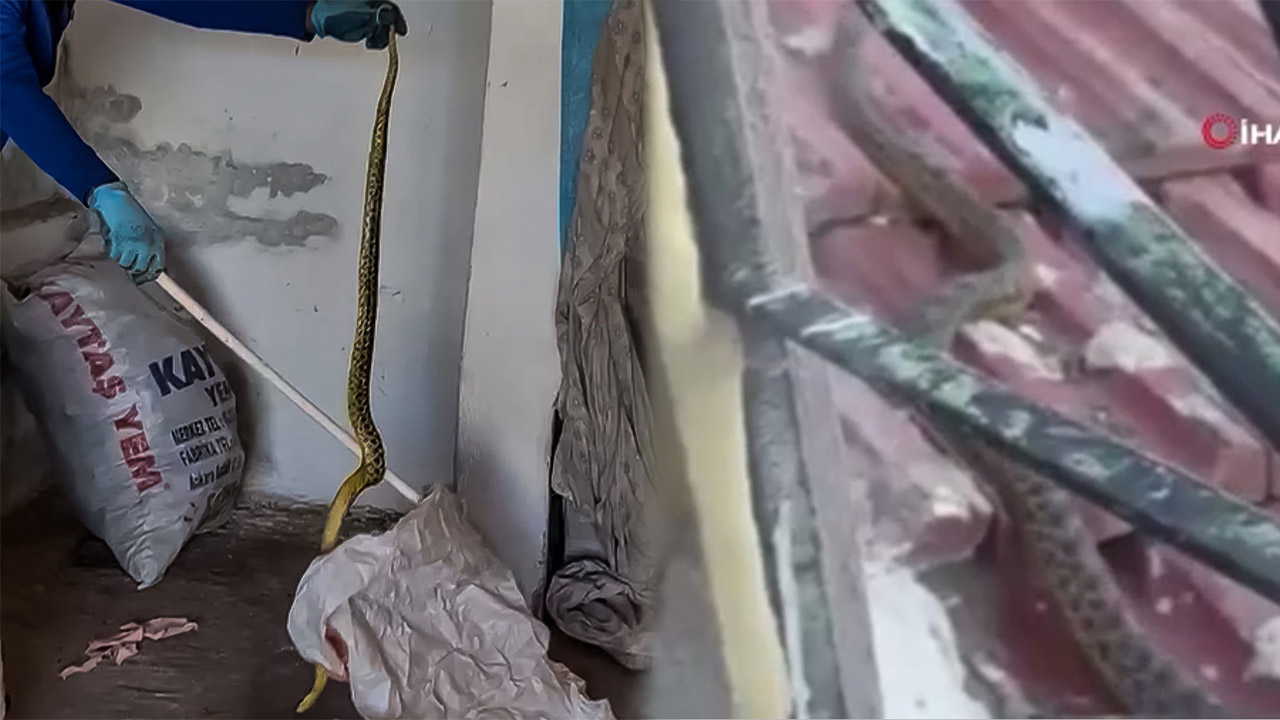 Yozgat’ta 2 metrelik dev yılan paniği! Ev sahibi doğaya saldı