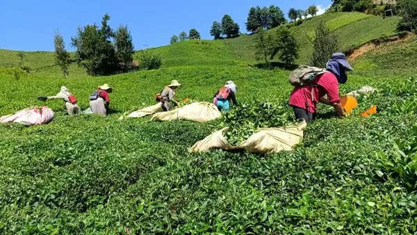 Çay üreticilerinden ÇAYKUR'a kota tepkisi: 'Yeter artık bu işe son verin'