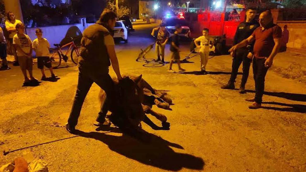Keşan'da ata şiddet: 2 kişi hakkında adli işlem başlatıldı