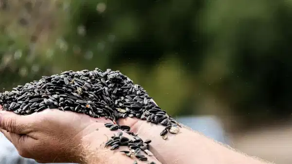 Son yılların en çok ekilen ürünü oldu: 8 bin tonluk 'çerezlik' hasat başladı