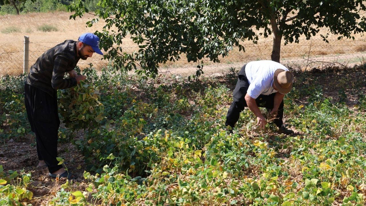 1300 rakımda yetişiyor: Lezzetinin sırrı kar suyu! Bin TL'den satılıyor....