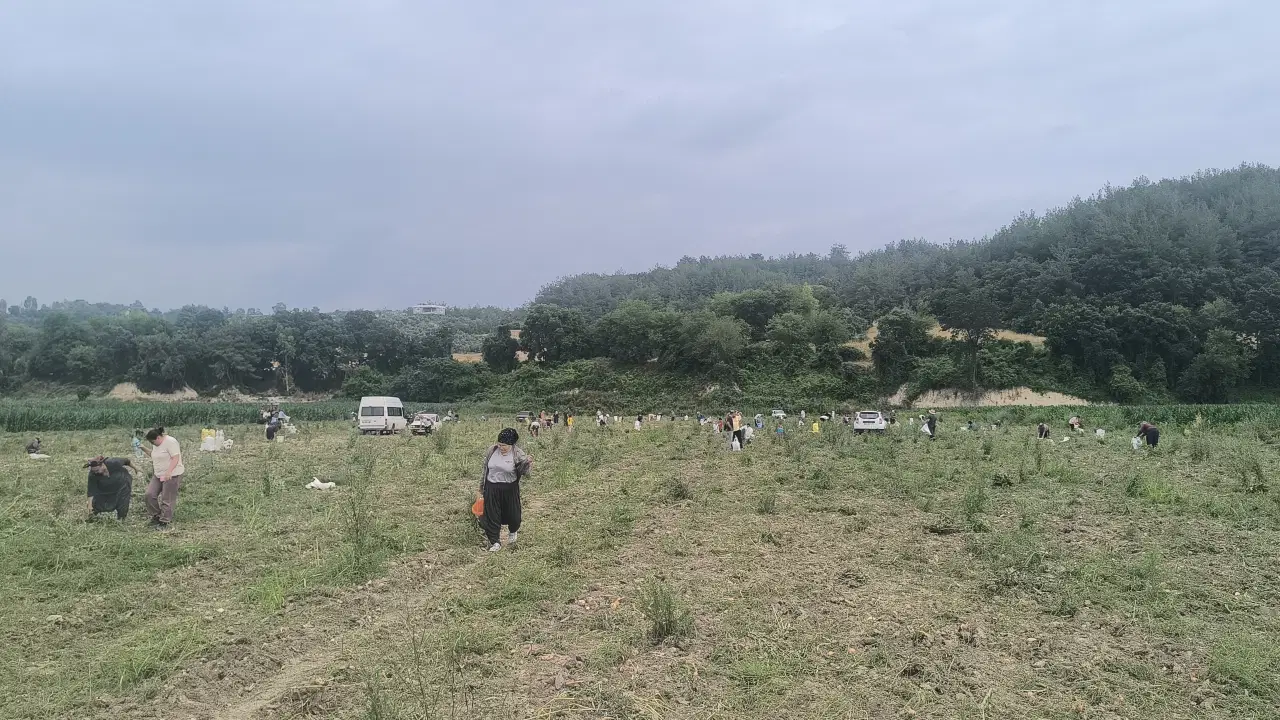 Osmaniye'de ürettiği soğanı satamayan çiftçi, tarlasını yurt