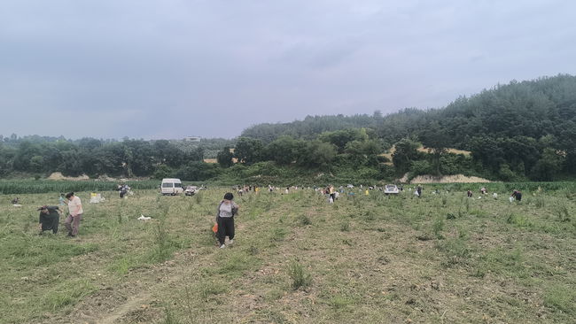 Ürettiği soğanı satamayan çiftçi, tarlasını yurttaşa açtı