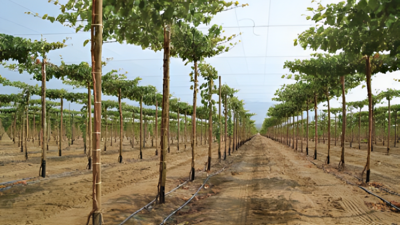 Manisa’da üreticiye yüzde 100 hibe desteği