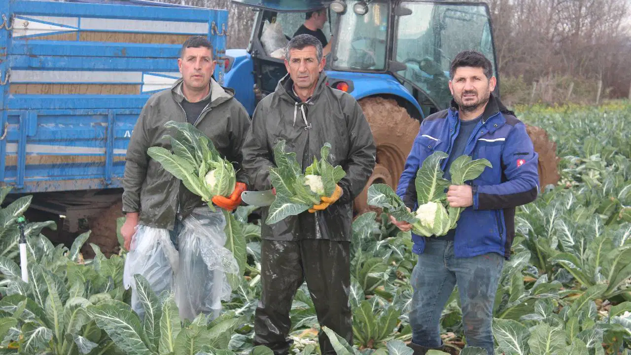 Bafra Ovası'nda hasat devam ediyor: Tarlada 8 lira, raflarda 50 TL!