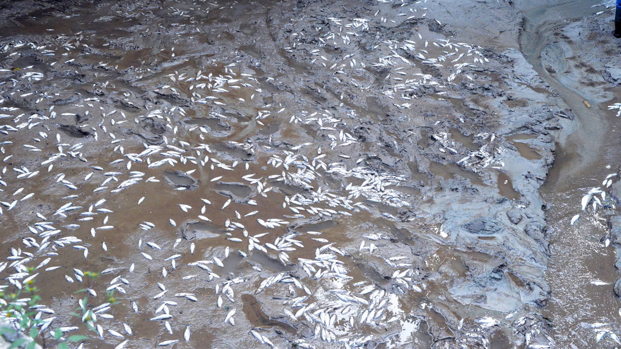 Selin vurduğu tesiste alabalıkların 'oksijen' mücadelesi!