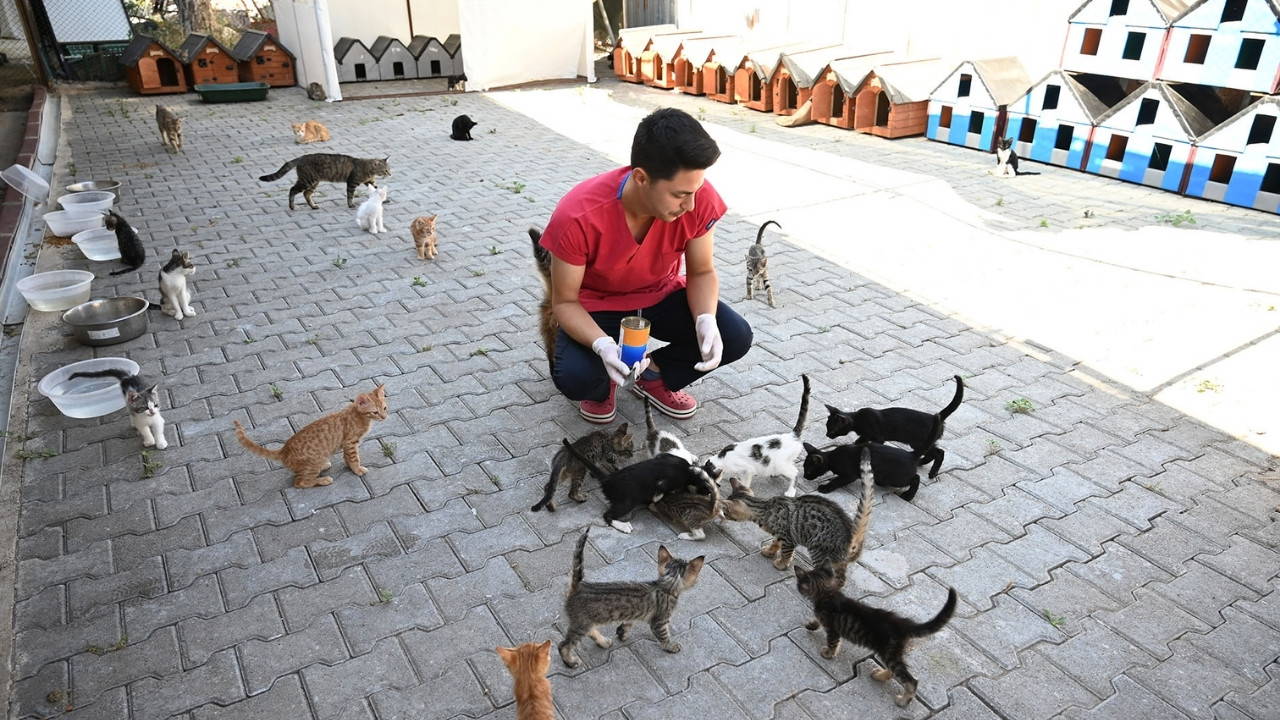 Kemer Belediyesi sokak hayvanlarına sahip çıkmaya devam ediyor