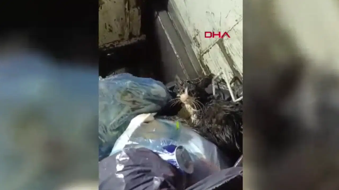 Konteyneri boşaltırken ağzı bağlanmış poşette kedi buldular