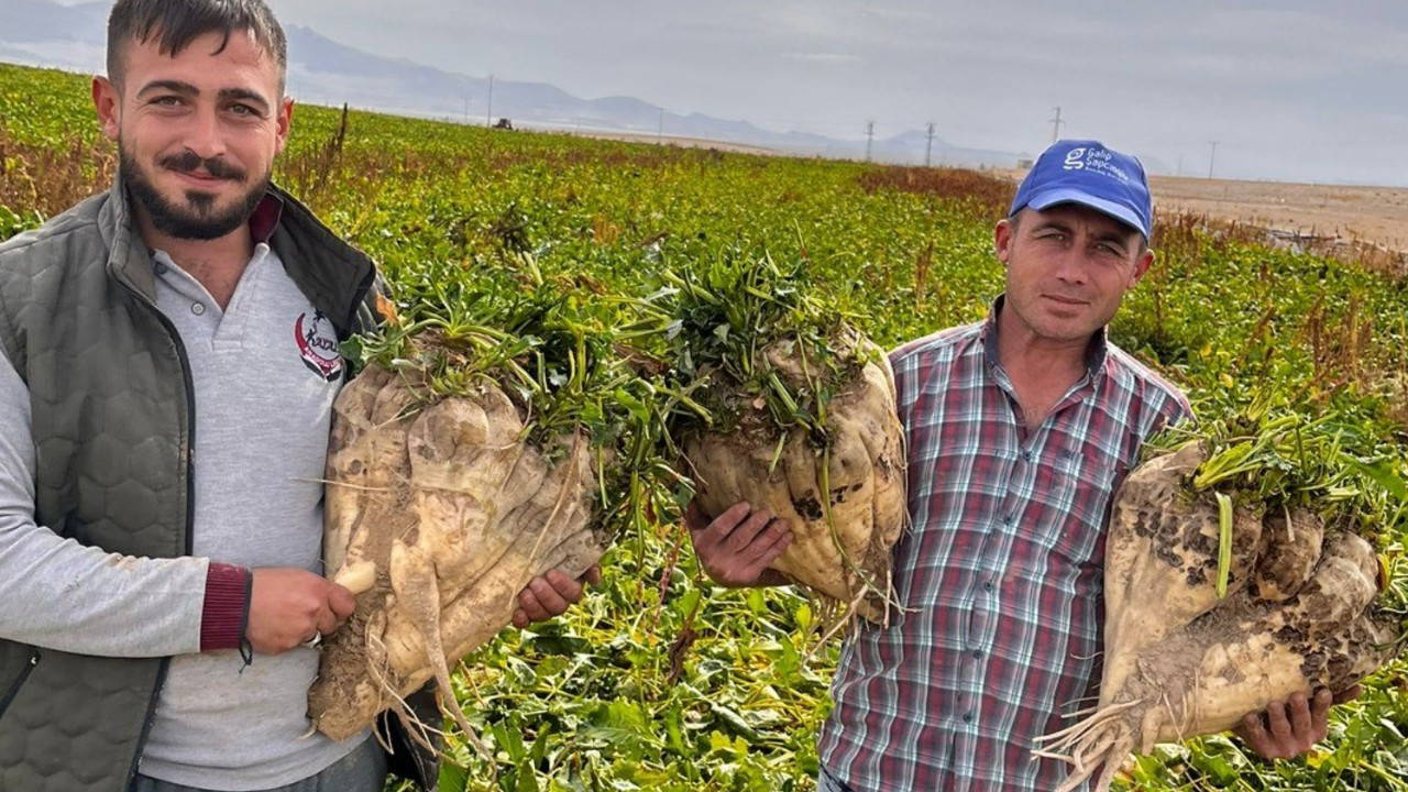 Konya'da hasada giden çiftçiler sürpriz ile karşılaştı: Tam 24 kilo...