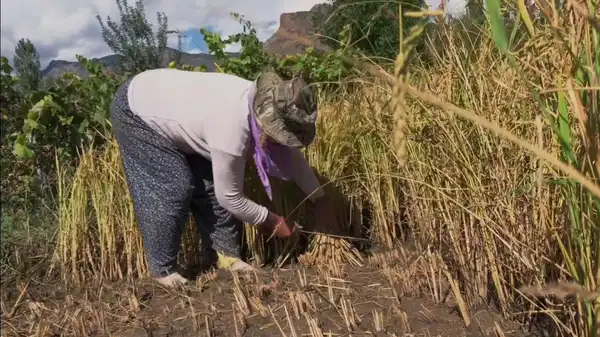 Yusufeli'nde hasat başladı: İlçenin geçim kaynağı...