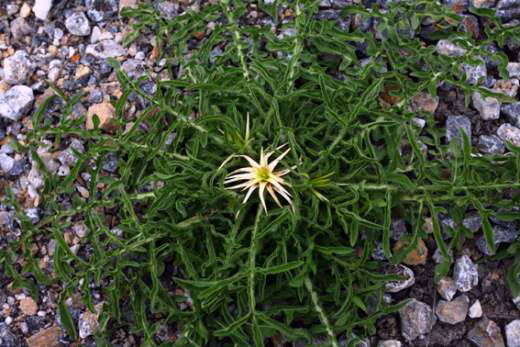 Uçak düştü: 103 ölü