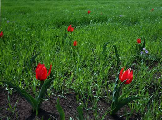 Uçak düştü: 103 ölü