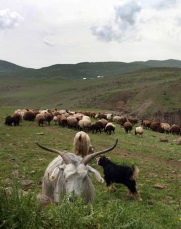 Uçak düştü: 103 ölü