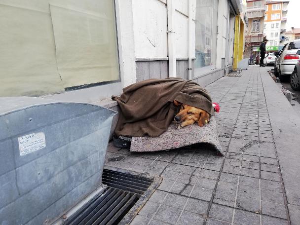 Sokakta uyuyan köpeğe esnaf eli