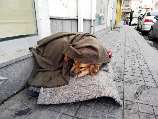Sokakta uyuyan köpeğe esnaf eli