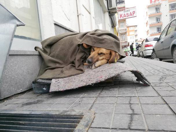 Sokakta uyuyan köpeğe esnaf eli