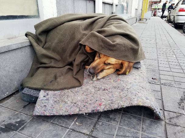 Sokakta uyuyan köpeğe esnaf eli