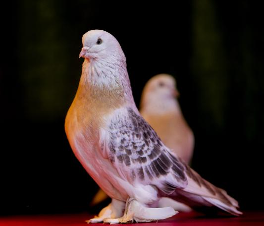 Otomobil fiyatına Şebap güvercini